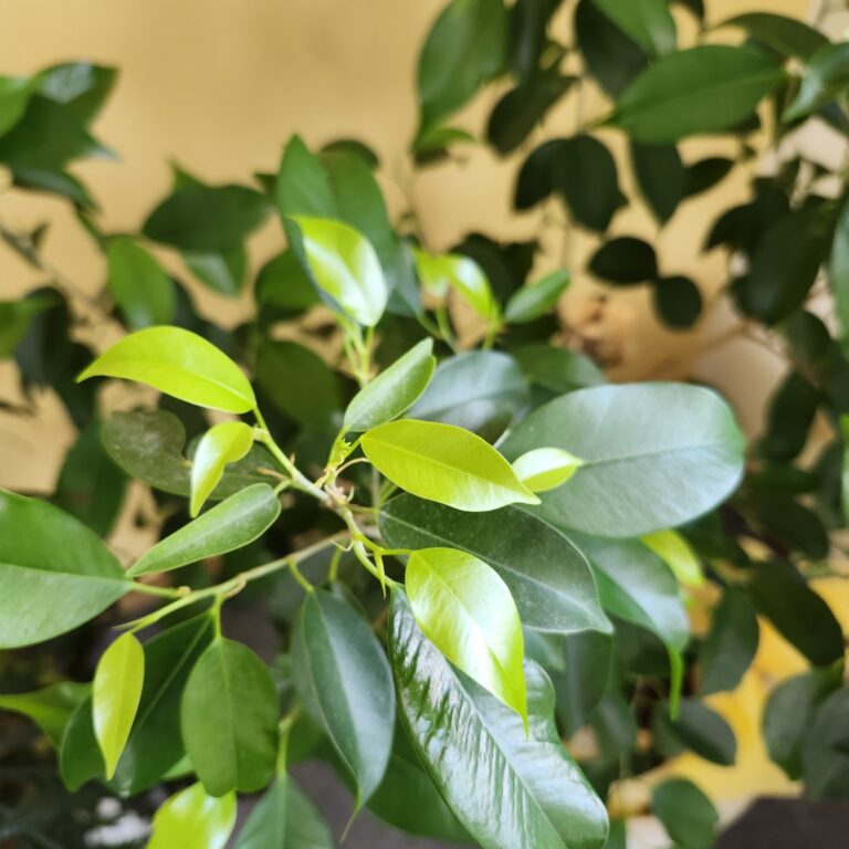 新芽丸として再生するまで