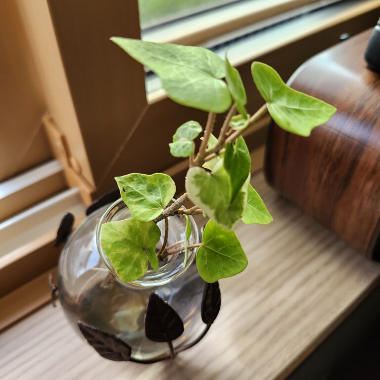 根っこが生えた。